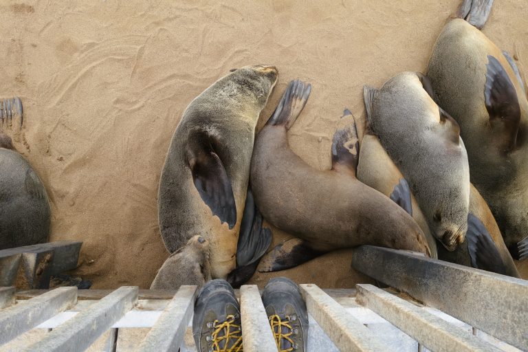 Default mode of seals on land: snoozing. Often directly underneath the boardwalk that I was on.