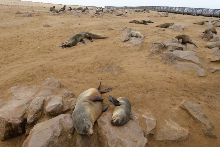 No there are not enough seal pics yet.