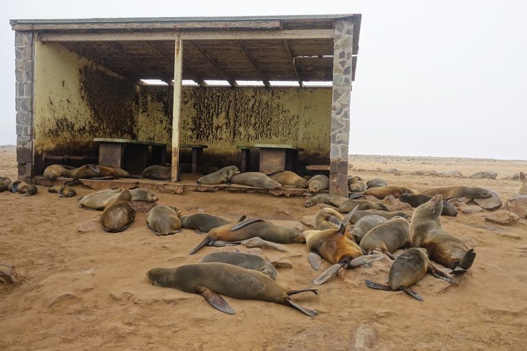 Really hope that humans no longer use this as a shelter of any sort! One day, seals will take over the world. It's amazing how big some of them are, actually. You wouldn't wanna get on the wrong side of them. And the smell could be bottled up and used as a WMD!