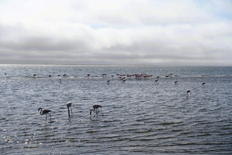 Went back to Swakopmund for lunch and then drove to another nearby seaside town called Walvis Bay. Which, also, looks just like Worthing. Except for the fact that it has friggin' FLAMINGOS on its beach!
