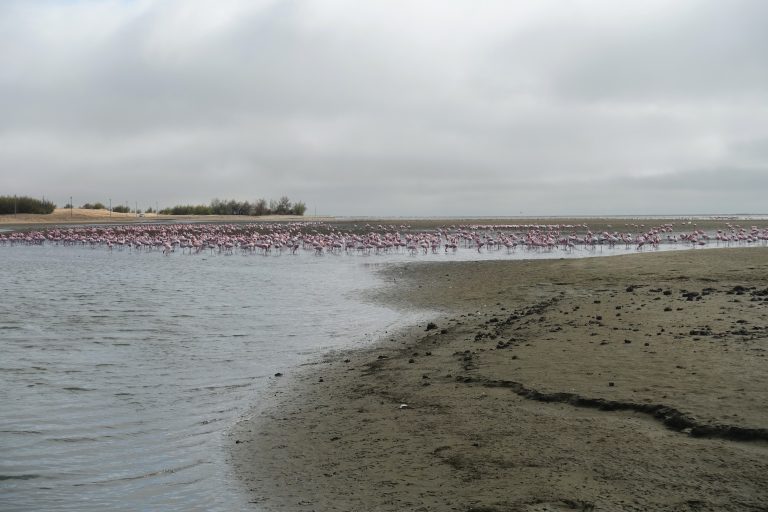 Lots and lots of flamingos!