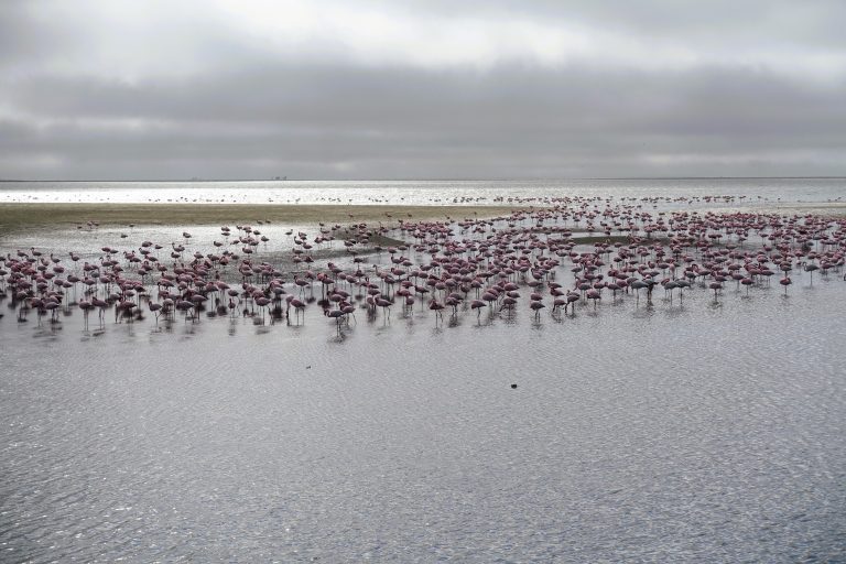 Never thought I'd see flamingos on a BEACH before, but here they were. Always cool to see them!