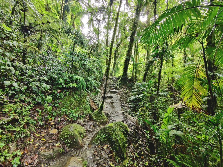 Most of the hike requires trudging through Cloud Forest like this. 