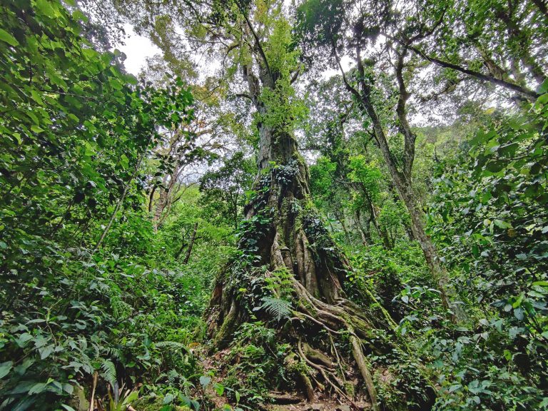 I *think* this is a 1000-year-old tree! A highlight because the Pipeline trail is just... fine? It's very easy, not really a considerable 'hike' imo. If you're in the region and limited for time, definitely choose the Lost Waterfalls instead. 