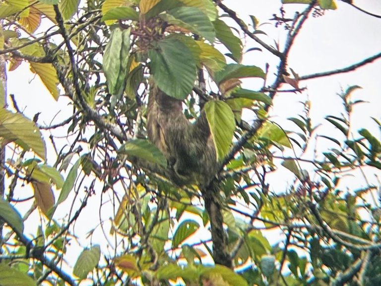 If you squint, you can just about make out a sloth in the branches there. This way my one and only sighting of the much-advertised but (for me) very elusive animal. Image taken by a friend through the tour guide's binoculars.