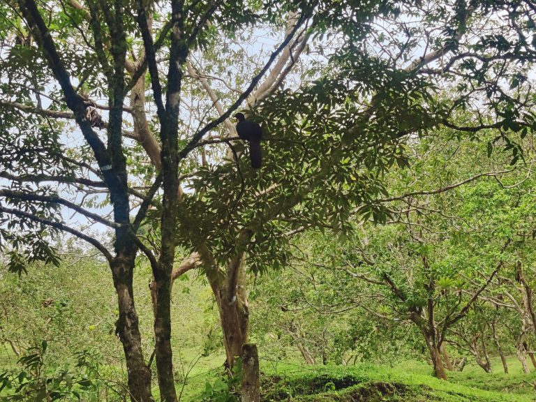 Did a little 'hike' on one of the forest trails here, hoping to see some wildlife. Didn't get much beyond lots of these wild turkeys who seemed entirely unbothered by humans.