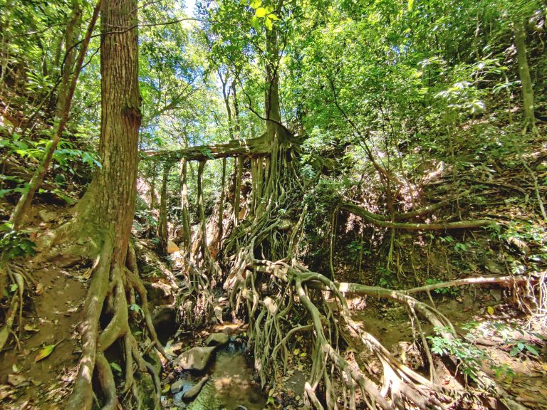 Next morning, a new friend was driving to Monteverde and was kind enough to let me tag along. Once there, I spent the afternoon researching and arranging activities, but found time to wander over to Ficus La Raiz - a fallen tree whose roots have formed a natural bridge over a small creek. This was within walking distance of my hostel and delightfully empty!