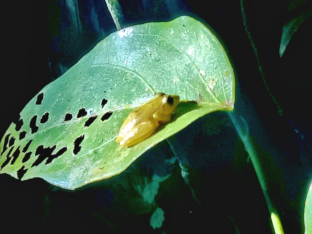 Monteverde