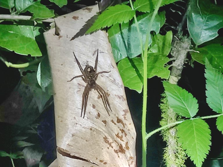 The tour guide for the night walk was very informative and knowledgeable, full credit to him. Not his fault that most animals were in hiding, but it meant that he had to focus on spiders a lot instead. And for someone with mild arachnophobia, this wasn't particularly enjoyable!