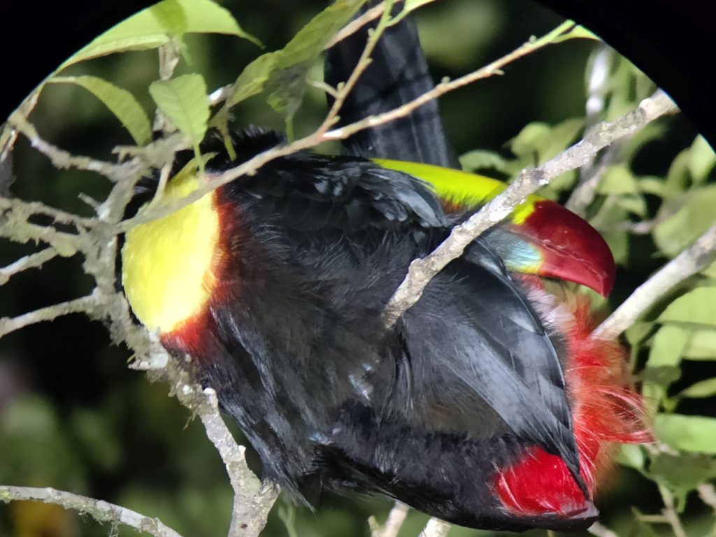 Monteverde