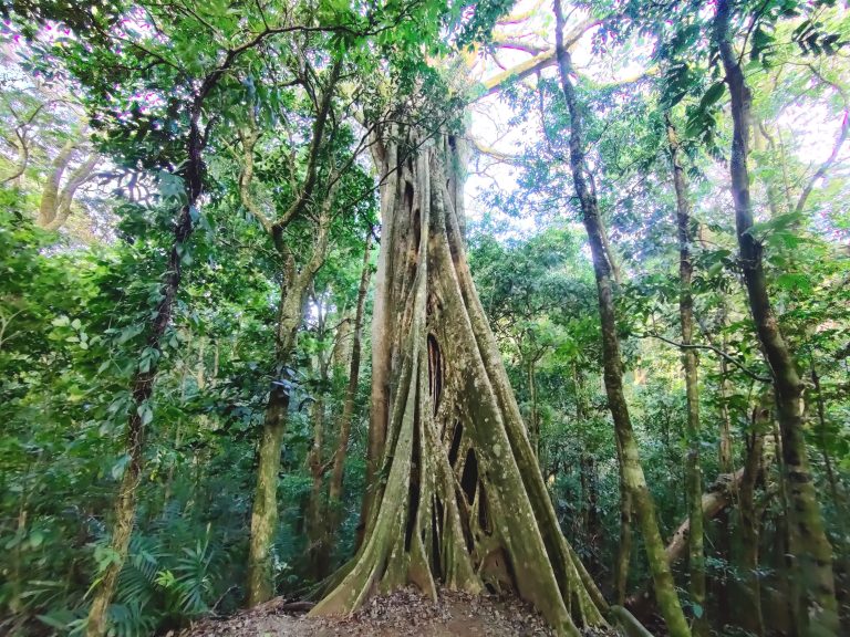 Another cool tree on the Curi Cancha trails.