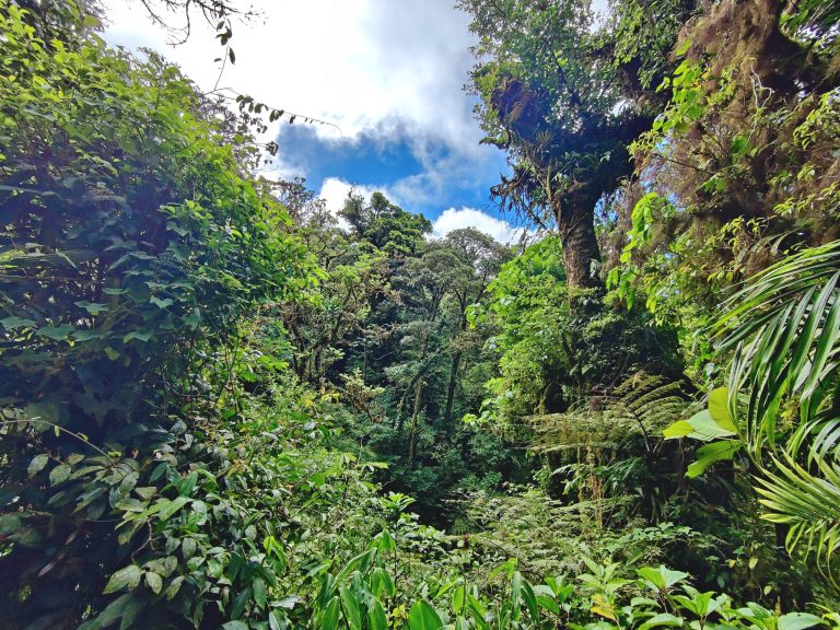 Some lush vegetation from Curi Cancha.