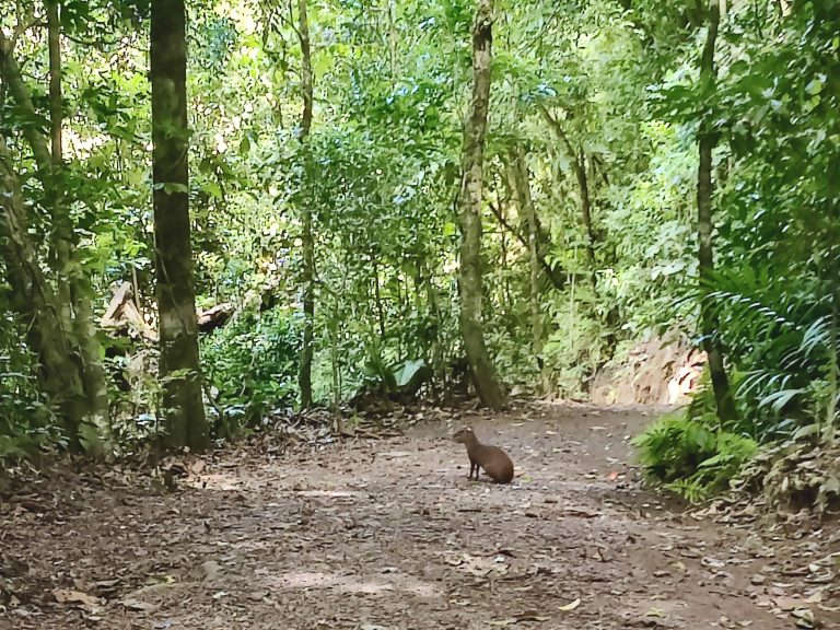 The most exciting sighting of the morning was this agouti who was running around doing his thing. Cute.