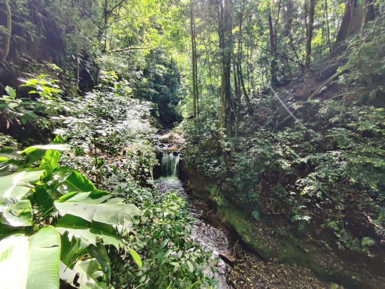 By this stage, I was pretty disillusioned, having dropped a fair amount of $$ in Costa Rica for not that much in the way of wildlife. Luckily, I had most of these trails to myself in Curi Cancha, so was able to appreciate the quietude of the natural surrounds while pondering my next move.
