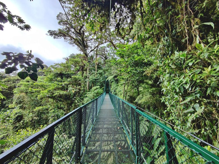 The 'hanging bridges' of Selvatura.

After my morning #fail at Curi Cancha, I tried to salvage the rest of my time in Monteverde. First, I tried getting onto a waterfall hike that was recommended by the elderly Minnesotan couple from the night before, but I was unable to find affordable transport to the trailhead in time. Then I tried joining a ziplining group with some cool people from my hostel, but it was sold out. So I ended up spending the afternoon at these 'hanging bridges' instead. $50 to walk on a bunch of bridges that traverse the forest canopy. 