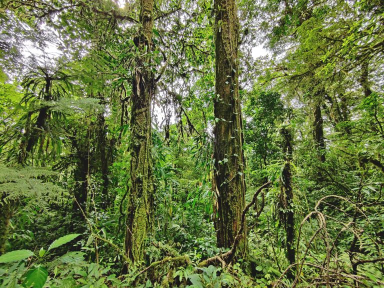 It was sold as a 'hike' through the cloud forest, but it's only a hike if you've never actually hiked in your life before. 