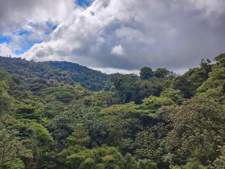 To be fair, some of the canopy views were pretty cool. Just not $50 for an 'adventure' cool.