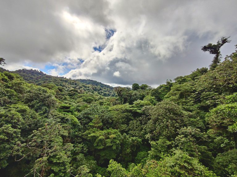 More of the forest canopy.