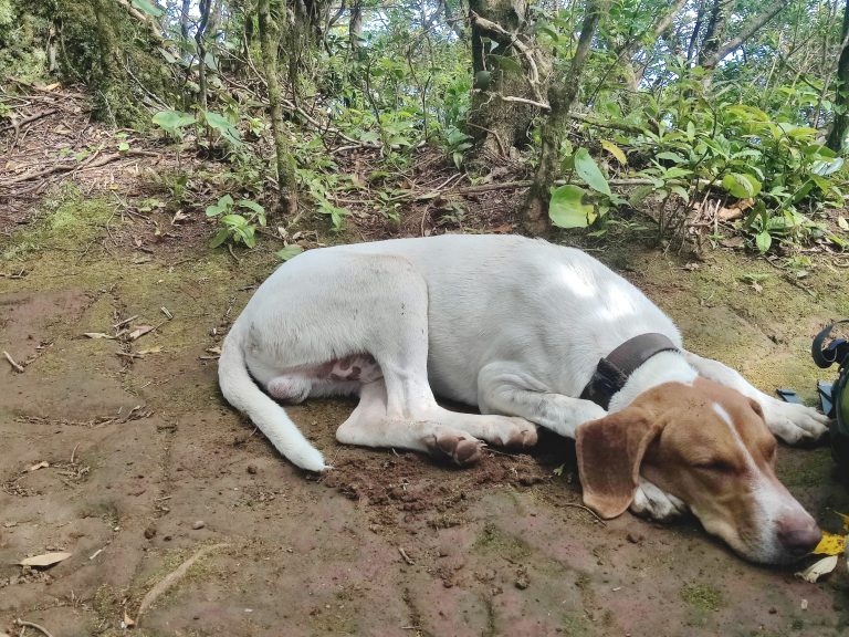 This pup was one of many owned by the family that ran our hostel. He was a treasure. Followed us all the way from breakfast to the trailhead and then up the volcano as far as he could go. Our guide seemed unfazed, saying that he'd Concepcíon (the taller volcano farther up the island) the previous day. Pup was clearly into his volcano hiking!

Sadly, I don't think he'd been up Maderas before, because there's a section where the trail becomes steep enough to require ropes. He couldn't make it up, and we couldn't figure out a way to get him up safely. We had to proceed and persevere without him, and prayed that he'd still be there on our return hike. His howls and cries of sadness as we left him still haunt me... :(

He also *wasn't* there on our way back down, but luckily he's familiar with the island and managed to find his own way back home. And, judging by the cuddles received upon seeing him again, he thankfully didn't hold too much of a grudge about our leaving him. What a champ. We don't deserve dogs. 