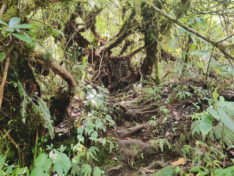 And here's the 'cloud forest'-style terrain that we had to hike through.

This was meant to take 8 hours (round trip). And I STRUGGLED. I'd had a poor night's sleep and wasn't feeling 100% in the morning (another guy in our hostel was meant to join us and pulled out for exactly those reasons) but decided to persevere. I'm a very experienced hiker, but I found myself frequently out of breath and going much slower than usual pace. All sorts of emotions were playing out in my head as a result: mainly distress at my belief that I was ageing out of being a top-tier hiker, but also panic because there was another, considerably more challenging volcano hike that I was intending to do later in the trip, and if I couldn't even hack Maderas at 1400m then was I really cut out for anything anymore?