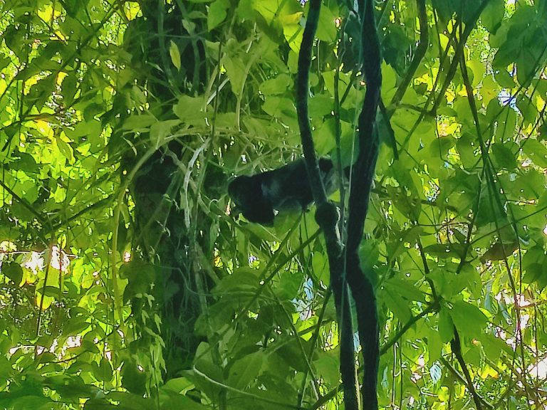 After so many wildlife #fails in Costa Rica, I'd given up on seeing anything in Nicaragua. Maderas is home to tonnes of howler monkeys, however, and they made their presence very audible. This was the best sighting/capture I managed. Still pretty crap, but if you look very closely you can just about make out the facial features!