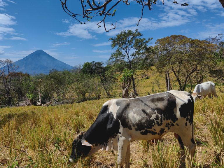 One thing that makes tired legs always feel better? Animal friends. Here are some moo-cows, set against Concepcíon in the background. A great snap, if I say so myself.