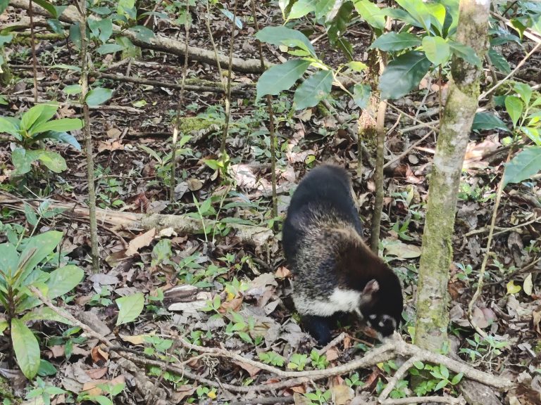 Should also mention that this coati was rummaging through the forest floor and was also very cute. But I still haven't forgiven his species for that one time they barbarically ROBBED me of my french fries when at Iguazu Falls, so he can do one.