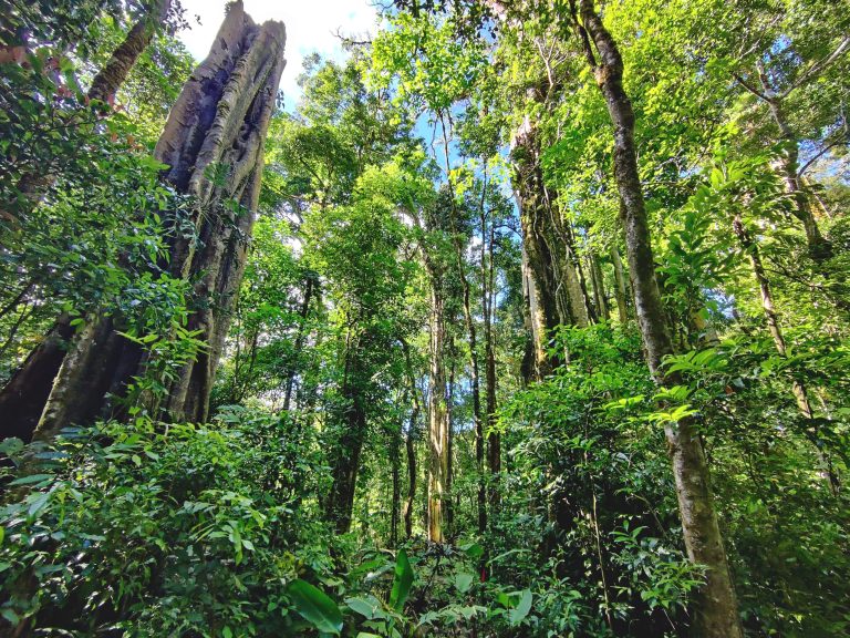 I still don't really understand what a 'cloud forest' is, but I think I like it.