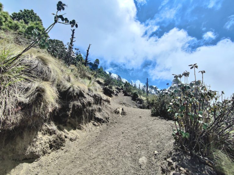 The vegetation eventually changes again...