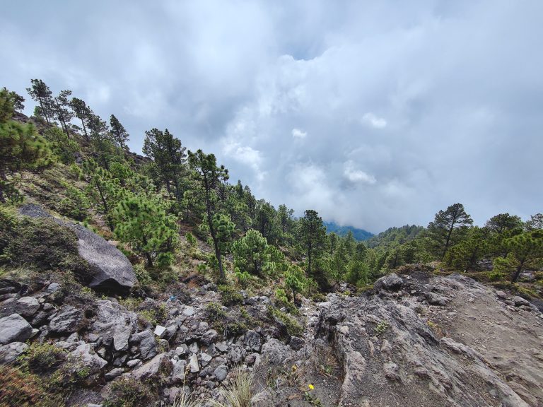 The final section of the hike up to base camp will lead you through some spectacular pine forests.