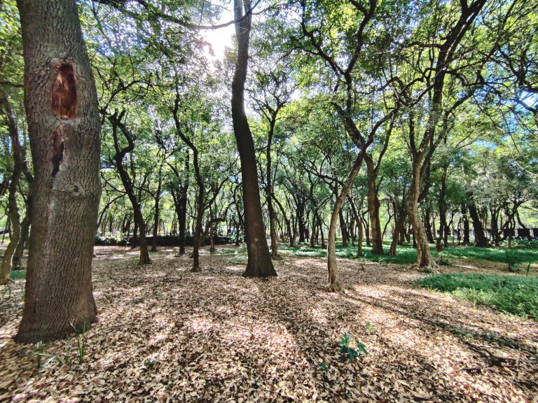 A fenced off woodland area in Chapultepec Park; caught my eye on my way outta there.