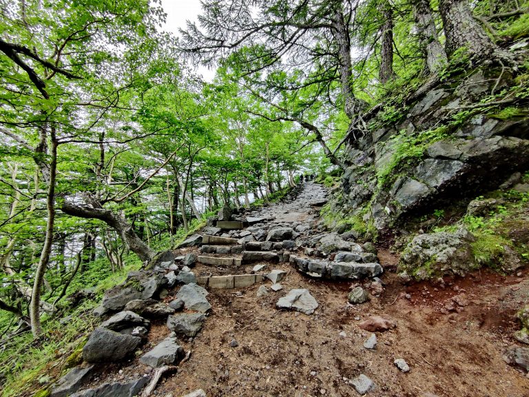 The trail starts off fairly flat before leading you into these forests.