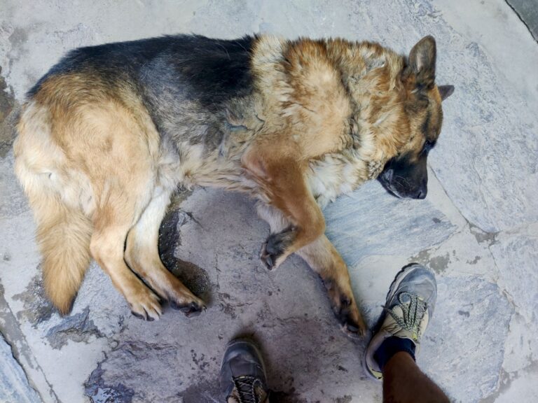 The highlight of Khorog for me: the hotel pup! His name was Graf (Graph? Gruff?). I asked if he was named after Steffi and the receptionist laughed at me, so I'm taking that as a yes! Anyway, he was adorbs and loved the belly rubs.