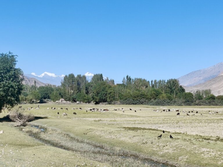 During this third day's drive, we whizzed past one of the most idyllic scenes I've ever seen. A crystal-clear stream and resplendently-green fields - cows grazing in the foreground, with the majestic Pamir mountains in the background. It was picture perfect, but I hesitated and ultimately didn't call out for our driver to stop. Was hoping we'd see a scene like it again later that day, but alas... this was as good as it got, and it was not at all as beautiful as the image that etched itself into my mind. Alas!