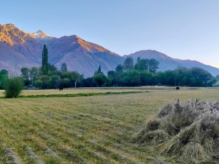 I have a MAJOR weakness for shots of cows and mountains. Two of my fave things in the world.