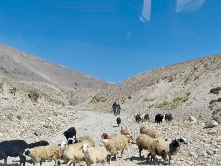 Bewilderingly, life somehow survives on these seemingly barren, inhospitable mountains. We ran into numerous shepherds and goat/cattle herders leading their flocks to... who knows where? Vegetation struck me as exceedingly sparse round here. And I'm a vegetarian so I should know.