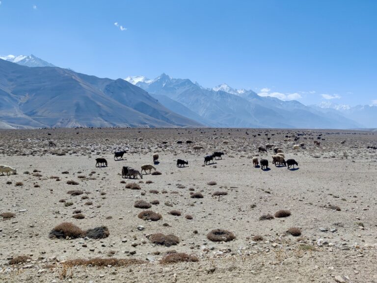 More dear animal friends grazing on scraps, with awesome mountains behind them. I'll say nothing about the fate that will befall these poor beings.