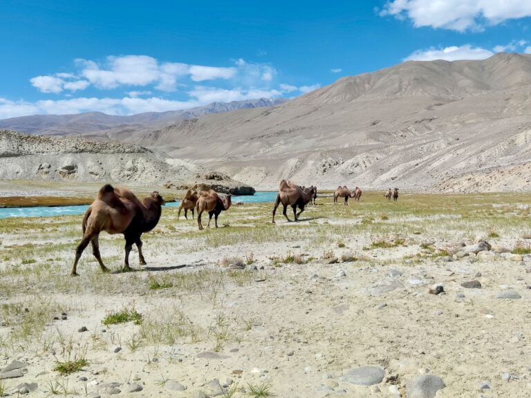 And, well, you can never have too many pics of camels, can you?