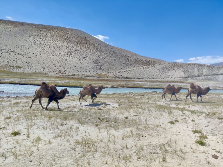 These guys were actually being herded along by an old Tajik guy who wanted to steal my sunglasses. I apologised, but said no. *shrug*