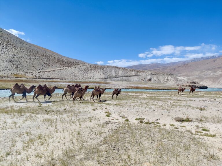Listen, it's my photo gallery and my travel memories and if I want an abundance of camels then an abundance of camels I shall have so stfu deal with it.