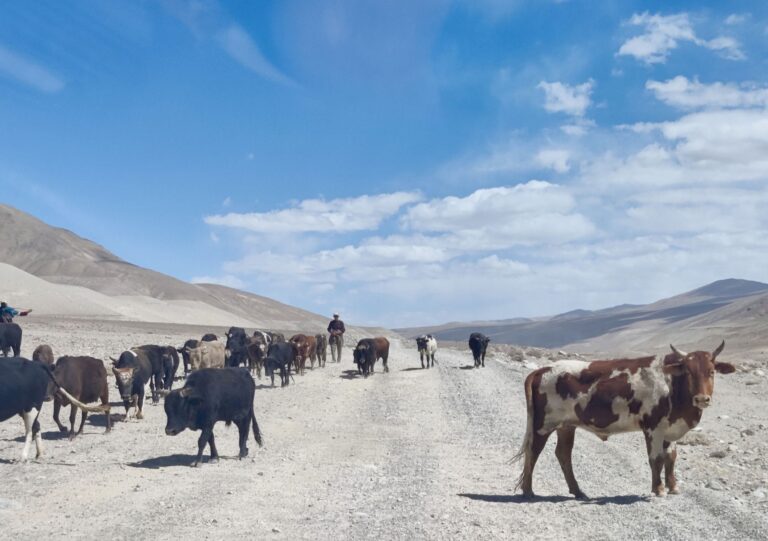 Though not before another cameo from some cow friends. <3
