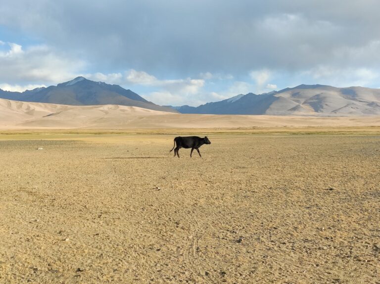 Plenty of COWS for example. Took me ages to capture one against the mountains.