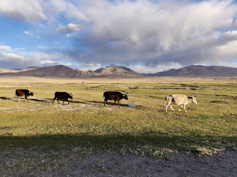 Moo-cow friends returning to the village for the night.