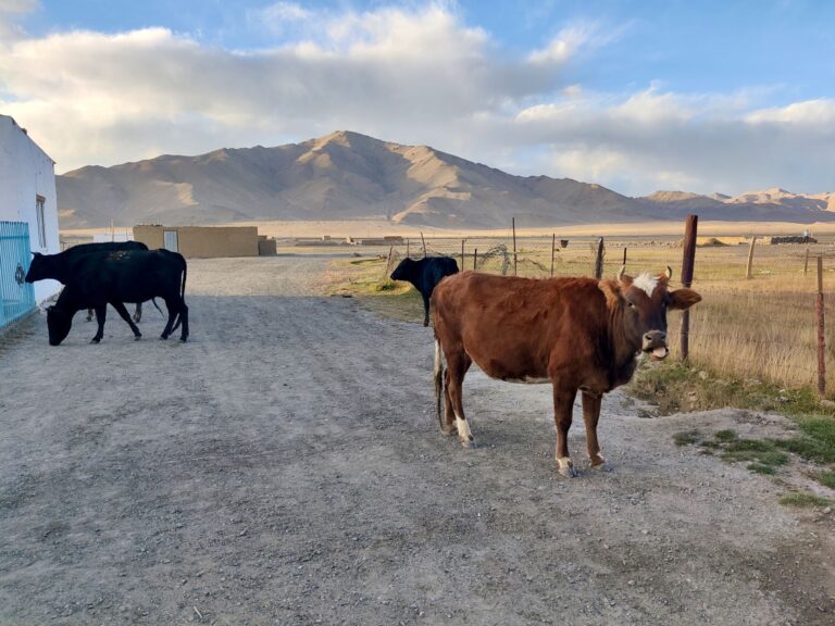 Cows. Poor things. They deserve happier lives too. And longer ones.