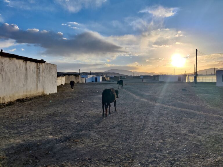More cows returning to the village as the sun goes down. Their moos would echo through the night and could be heard in our yurt. It made me sad.