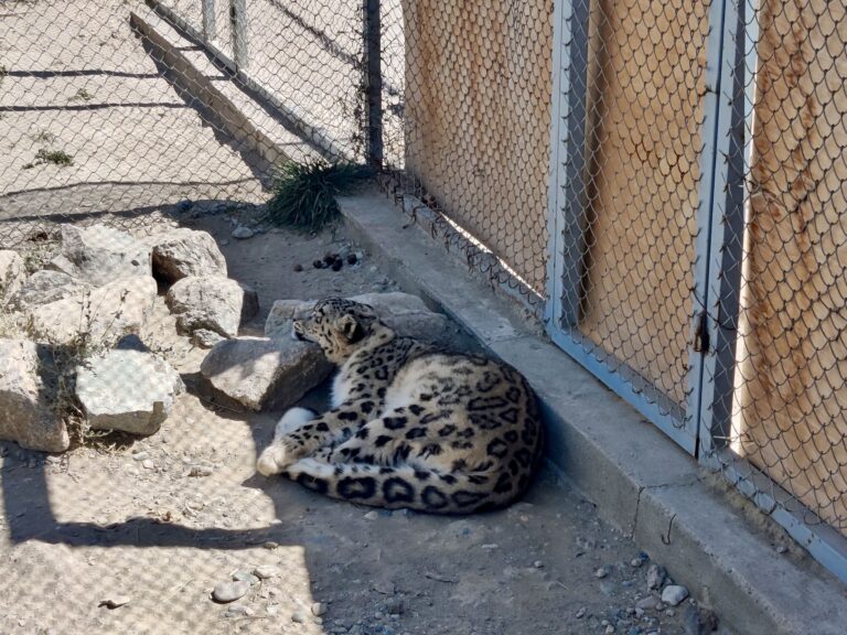 An unexpected stop - I had no idea this was on the way or on the itinerary - a Snow Leopard 'Rehabilitation Centre and Nursery' that was nearby Murghab. I had VERY mixed feelings about this place. Nothing I saw in Tajikistan indicated that animal welfare was a thing here, and the snow leopards here (I think there were four in total? We only saw two, and this was the only one out in the open) are confined to enclosures far too small for my liking. As sb who's against animals in cages full stop, this was heartbreaking.