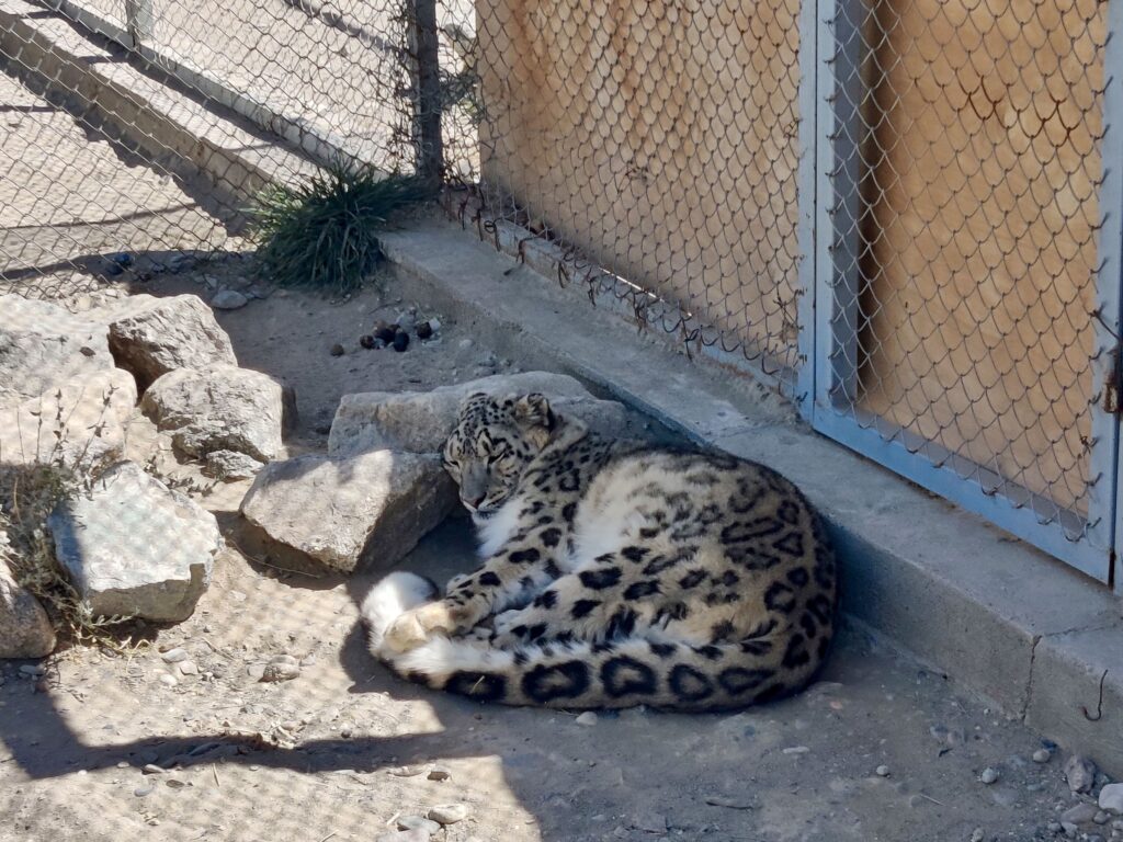 Snow Leopard Sanctuary
