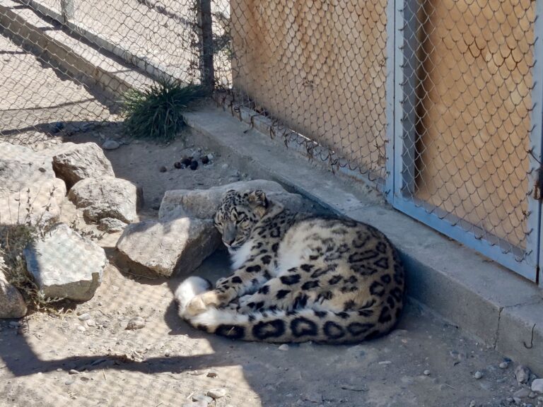 On the flipside: never in my life did I ever think I'd SEE a snow leopard in person. I boycott the abominations that are zoos completely and they're impossible to sight in their natural habitats which are, in turn, impossible to reach. This was such a beautiful, beautiful being. A real privilege to share the same space as it, if only momentarily.

Momentarily because our idiot driver was goading the poor thing and trying to coax it out of its slumber by waving his hand through the fence and making stupid sounds. Again: your average Tajik person does not give a damn about animal welfare and being respectful towards nature. I walked away in disgust while the others continued taking photos and videos for a while longer.

I really, really hope they take good care of the snow leopards here and that they'll eventually released back into the wild where they'll thrive. I have my doubts.