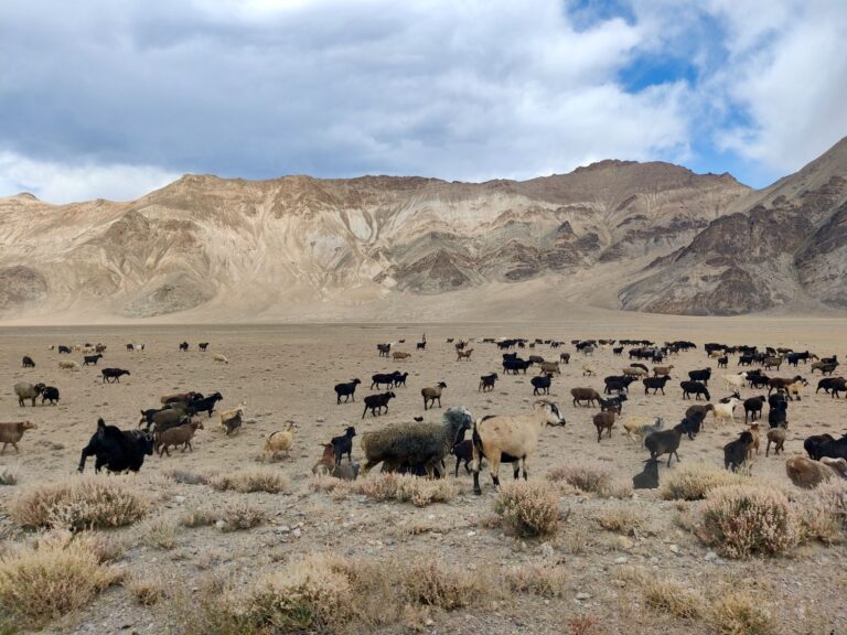 Goats on the way!